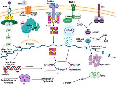 Unraveling cancer progression pathways and phytochemical therapeutic strategies for its management